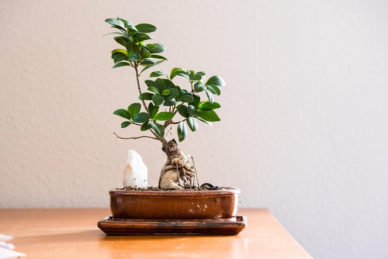 Sustainable Living Ideas